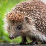 The quills on the back of the hedgehog are made from keratin.