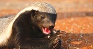 Watch An Invincible Honey Badger Survive a 20ft Python, Then Defeat Two Jackals in Tug of War Picture