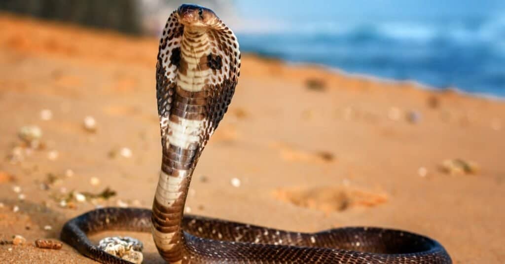 anaconda vs king cobra