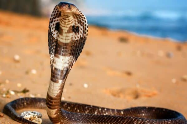 Indian cobra spreading its hood to show that it’s dangerous.