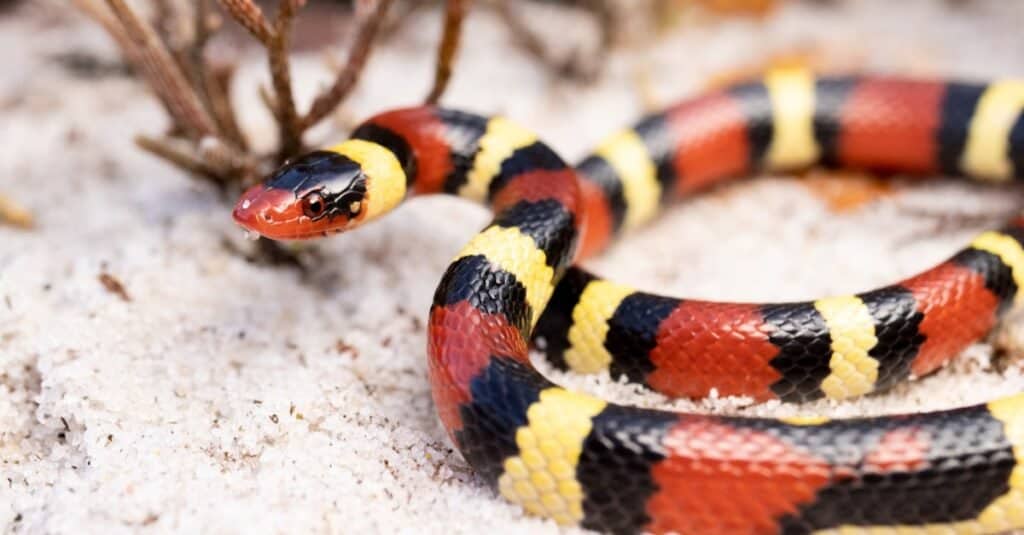 What Eats Snakes? 10 Animals That Eat Snakes - AZ Animals