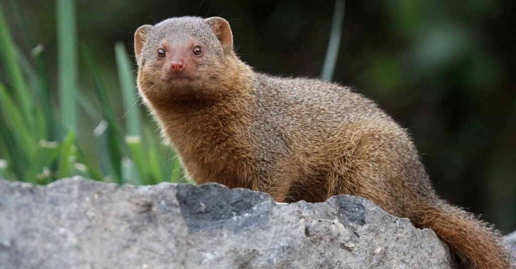 indian king cobra vs mongoose