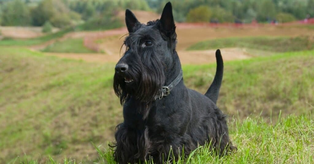 A Scottish terrier in the countryside