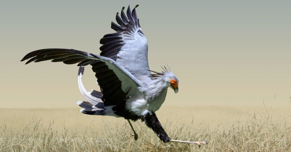 The secretary bird mainly feeds on snakes.