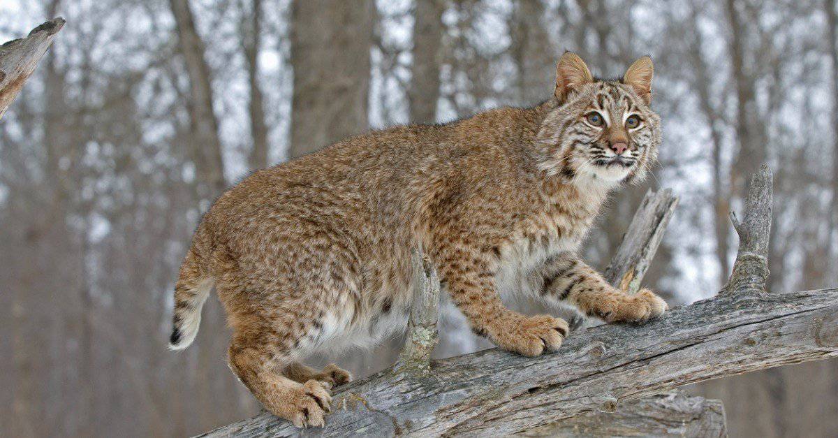 Bobcat Animal Pictures A Z Animals