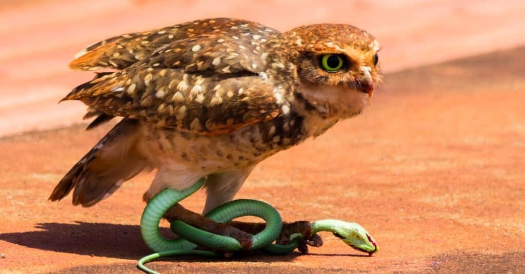 What Eats Snakes? 10 Animals Brave Enough to Feast on Snakes - A-Z Animals