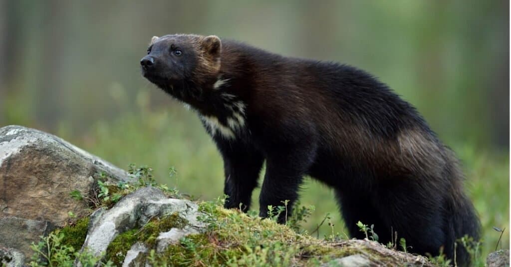 Wolverines in Yellowstone National Park
