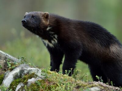 A See Phenomenally Rare Footage of a Wolverine Hunting in Montana