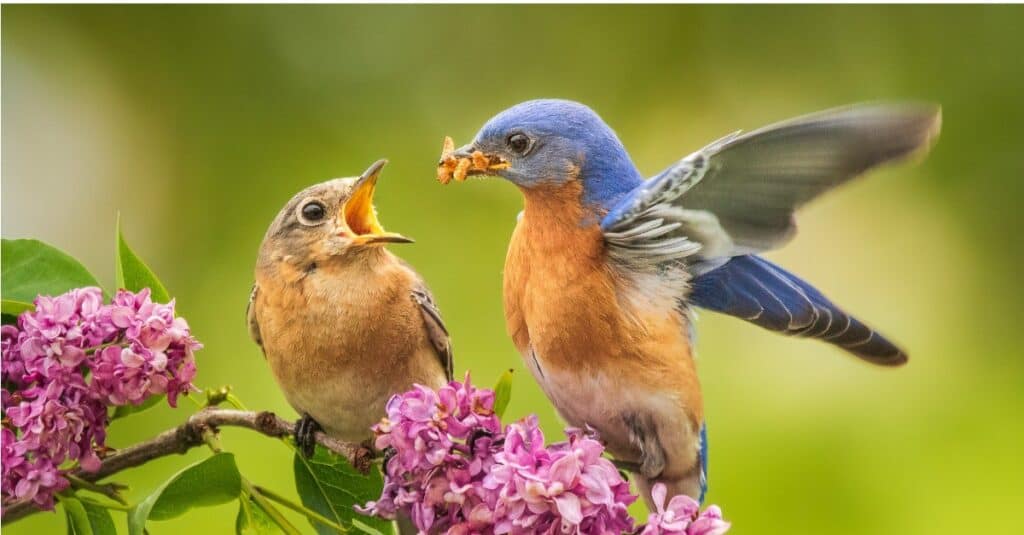 What do bluebirds eat