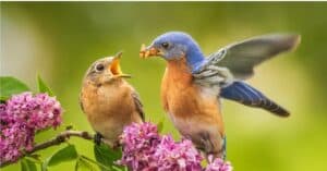 What Do Bluebirds Eat? Picture