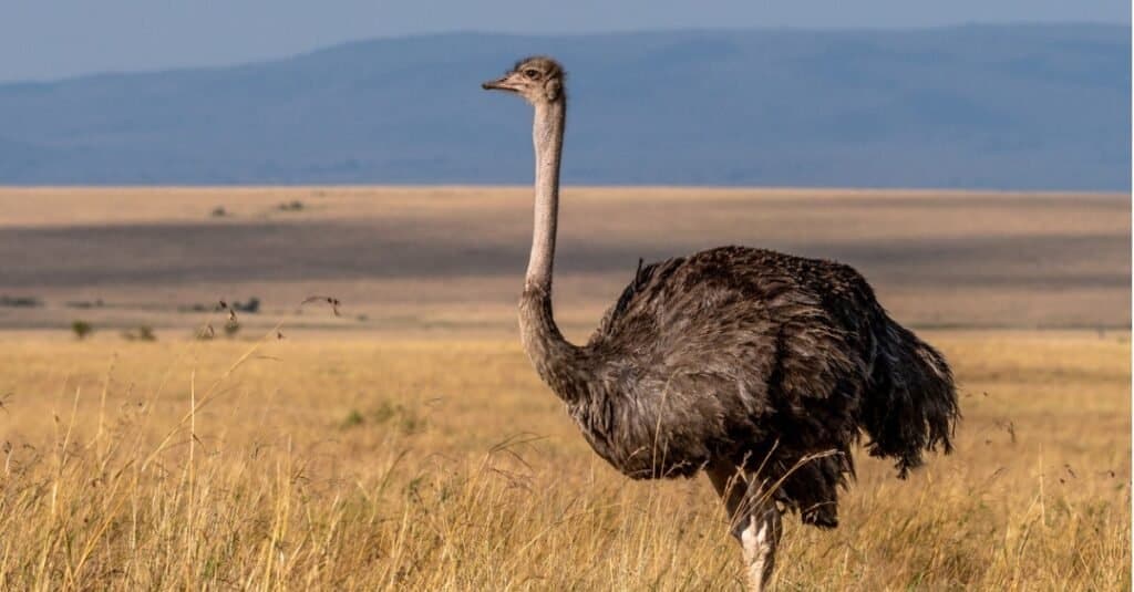 Ostriches Eating