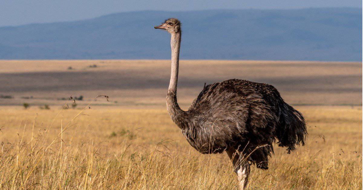 What do ostriches eat