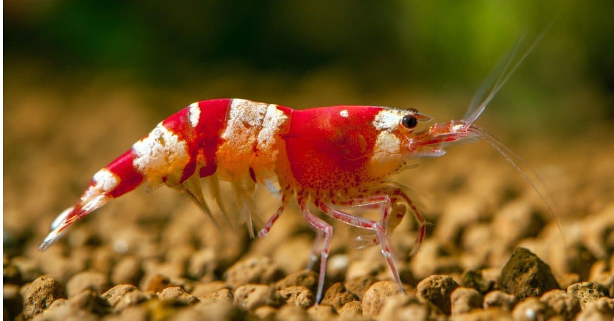 What Do Shrimp Eat? - AZ Animals %
