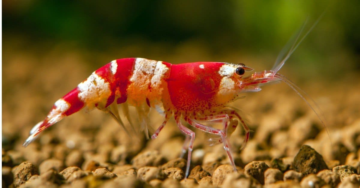 do shrimp eat their molt