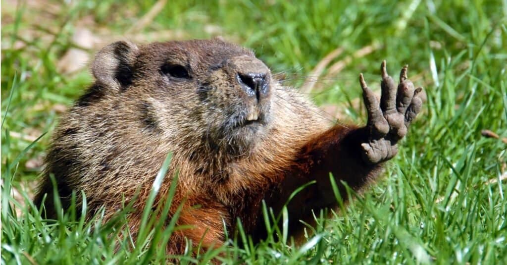 What do woodchucks eat