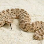 Venomous Sidewinder Rattlesnake (Crotalus cerastes) with forked tongue lying on the desert sand.