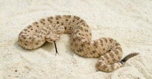 What Do Sidewinder Rattlesnakes Eat? Picture