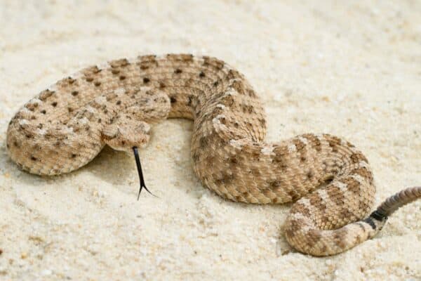 Venomous Sidewinder Rattlesnake (Crotalus cerastes) with forked tongue lying on the desert sand.