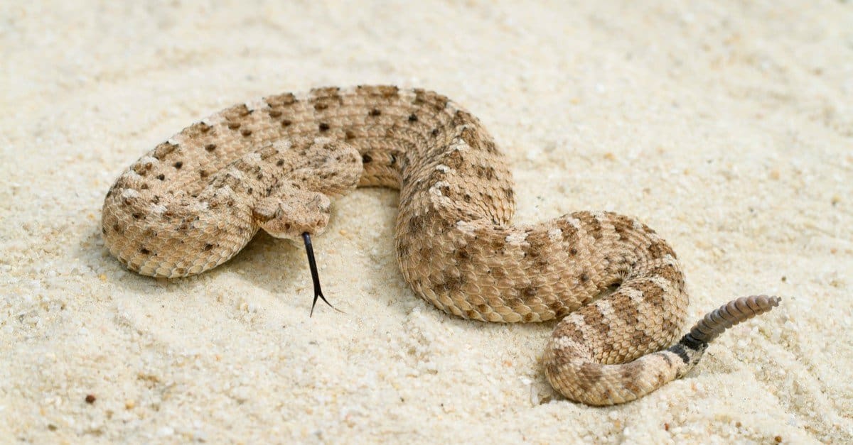 What Do Sidewinder Rattlesnakes Eat? - AZ Animals
