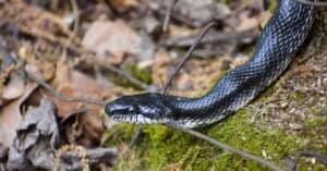 What Do Black Snakes (Western Rat Snakes) Eat? Picture