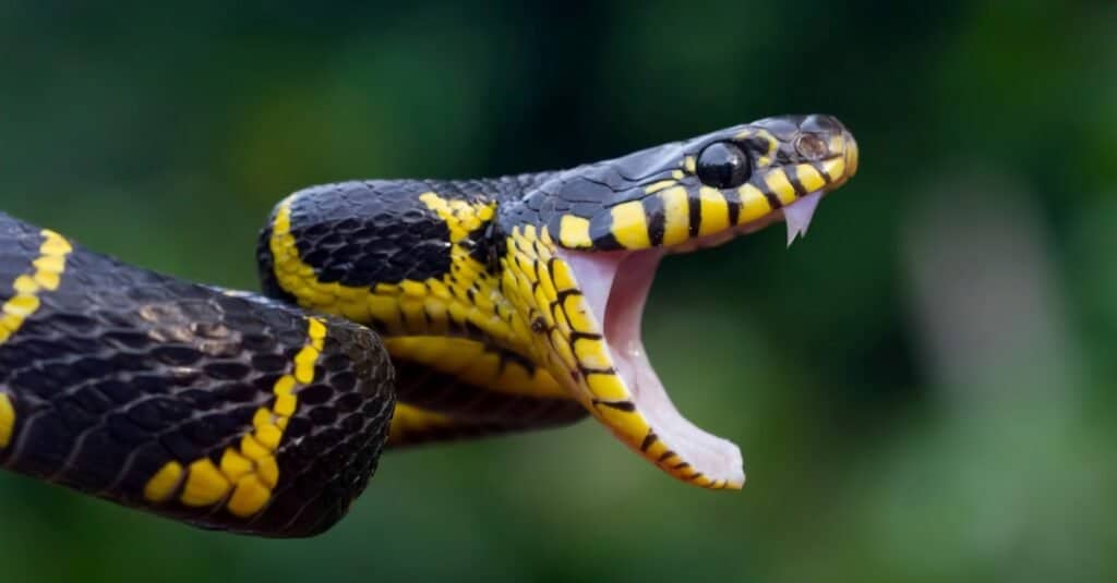 where-do-snakes-live-a-z-animals