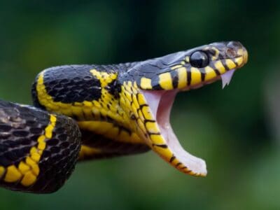 A Venomous or  Not Snake Quiz