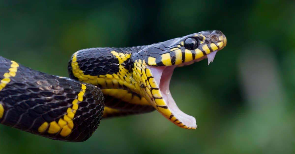 Snake Teeth: Everything You Need to Know - AZ Animals