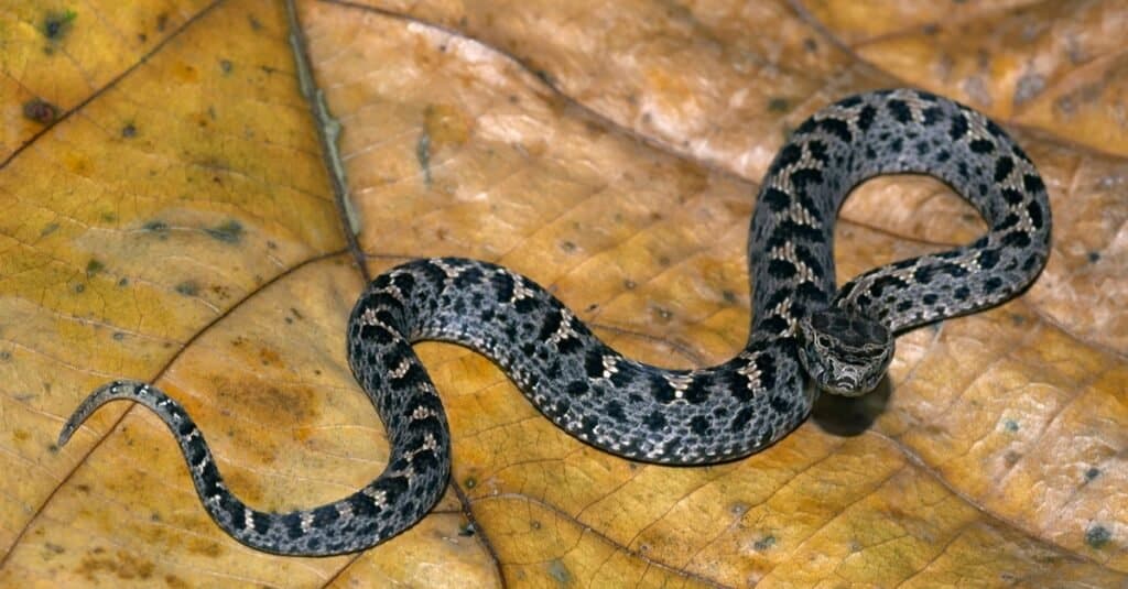 Discover the Venomous Mountain Snake that Lives 16,000 Feet High