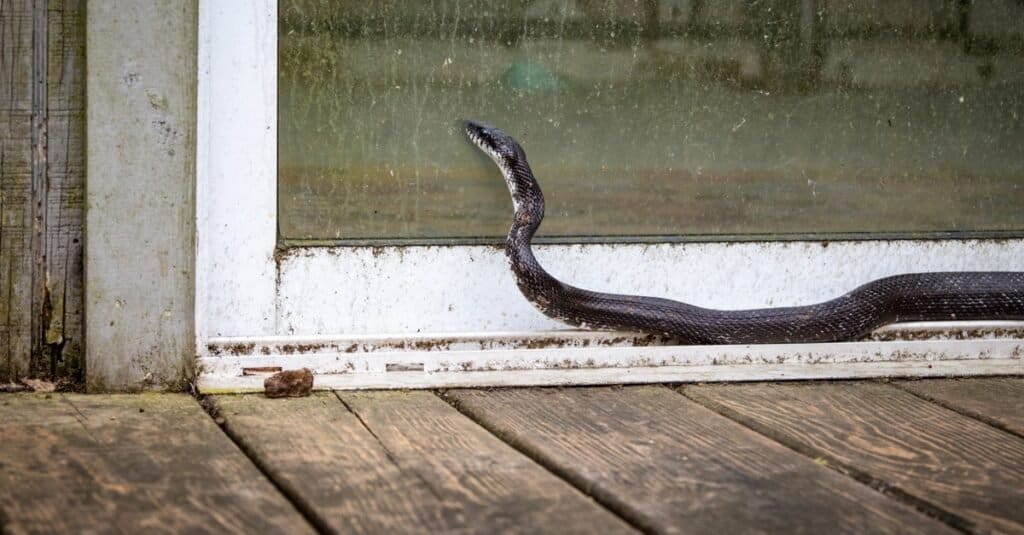 black racer vs black rat snake