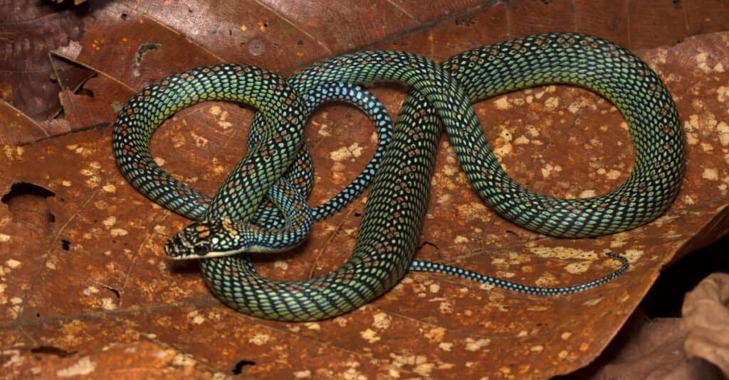 beautiful snakes - Google Search  Répteis, Belas cobras, Serpente