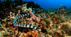 Snorkeling Grandmothers Discover Rare Venomous Sea Snakes – ON PURPOSE! Picture