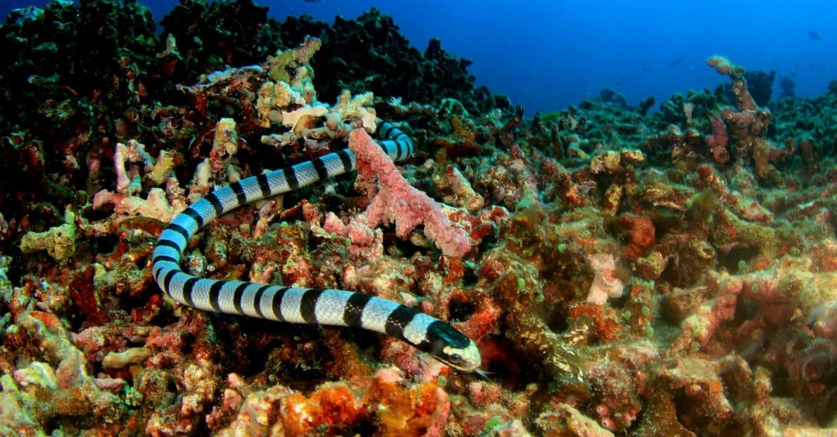 Top 10 Most Poisonous Snakes In The World - The Belcher's Sea Snake