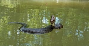 The Most Snake-Infested Lakes in North Carolina photo