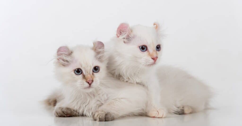 American Curl kittens on top of each other