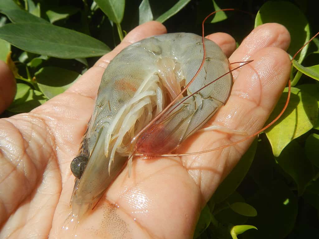 Shrimp have shells that protect them from predators in the sea.