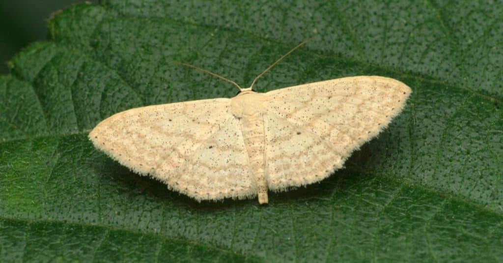 close up of a White Witch Moth on a leaf