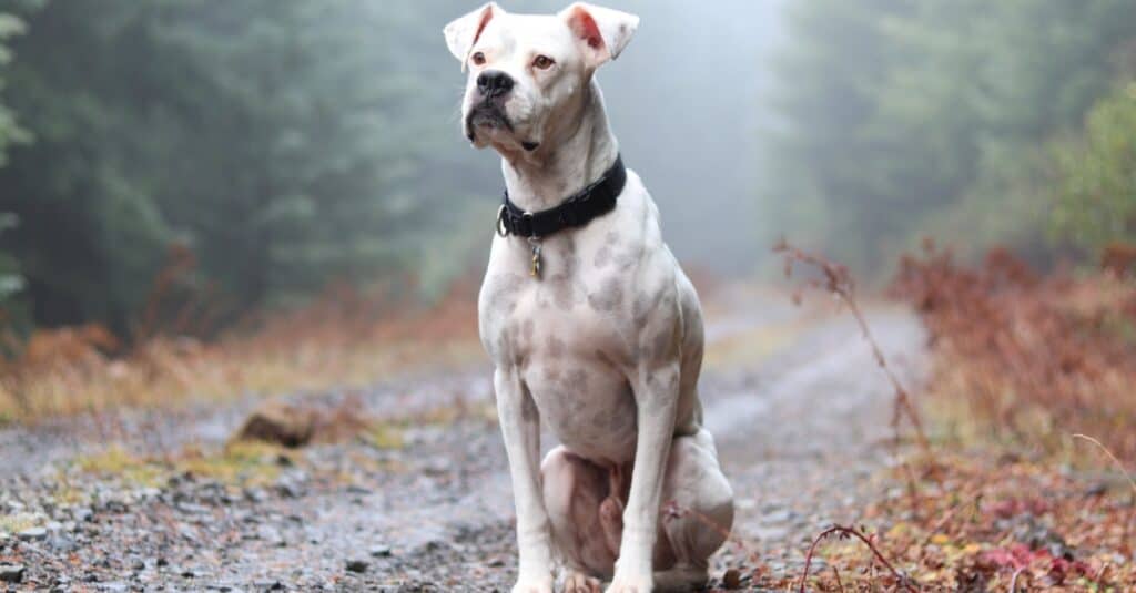 White boxer sitting outside on a path