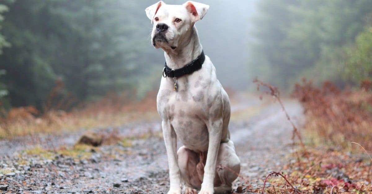 White boxer sitting outside on a path