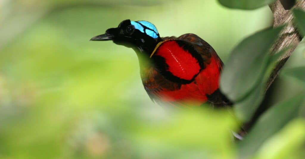 Birds with the most colorful feathers: Wilson's Bird-of-Paradise