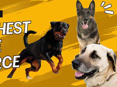 A The 10 Dogs With The Highest Bite Force – Are They Safe Pets?