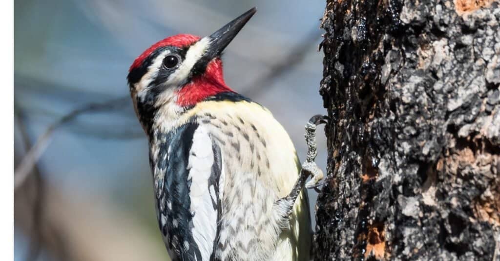 Birds with yellow chests: Yellow-Bellied Sapsucker