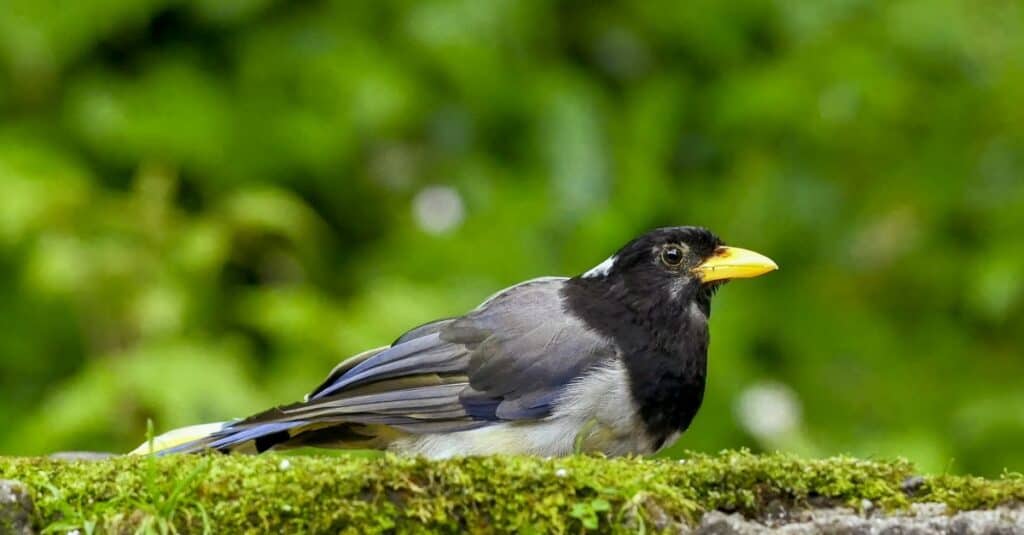 Birds that eat wasps: Yellow-Billed Magpie
