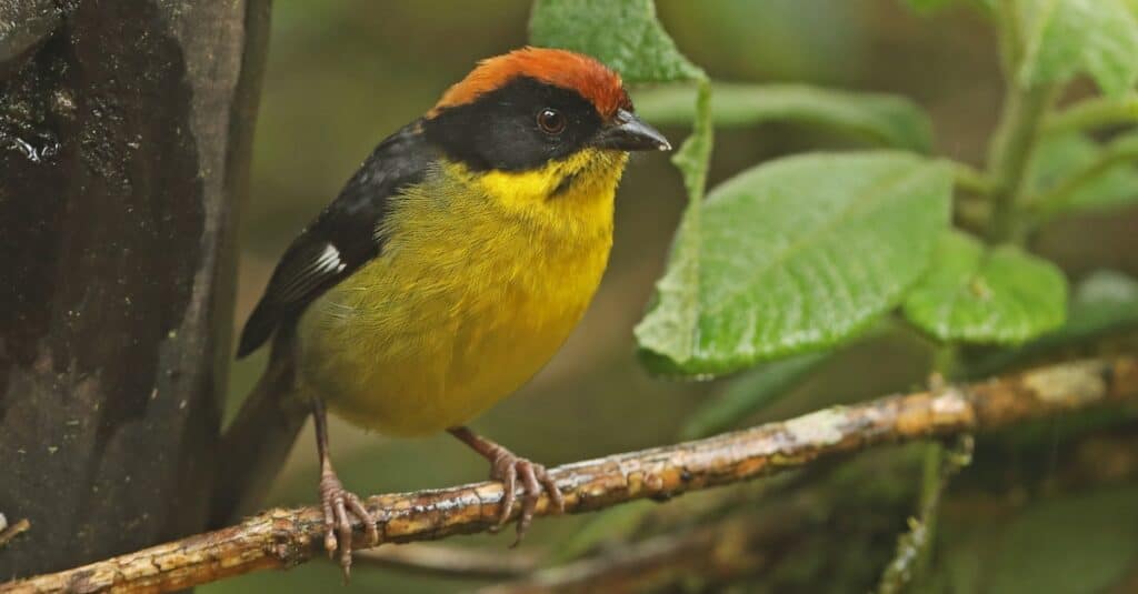 Birds with yellow chests: Yellow-Breasted Brushfinch