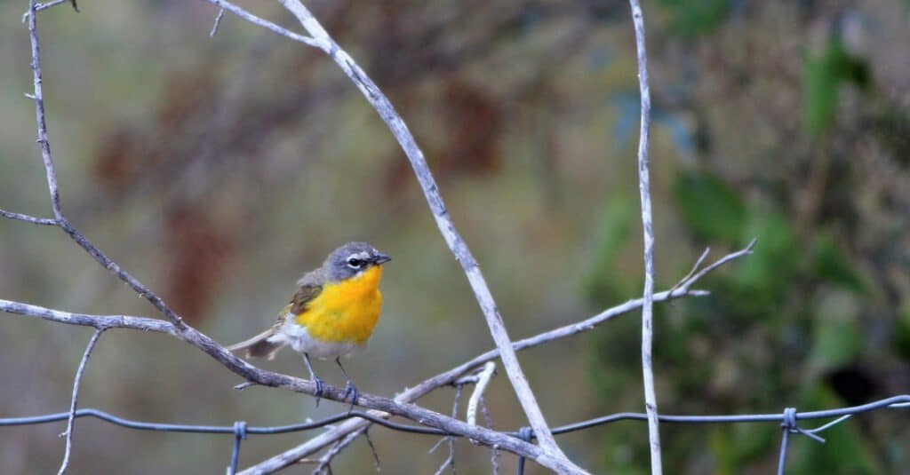黄色い胸を持つ鳥：イエローブレストチャット