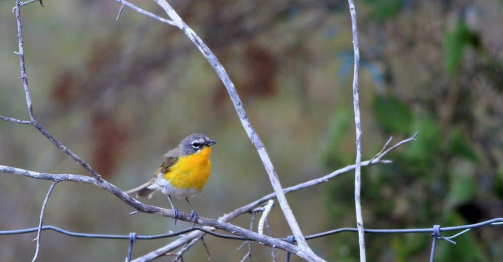 Birds with yellow chests: Yellow-Breasted Chat