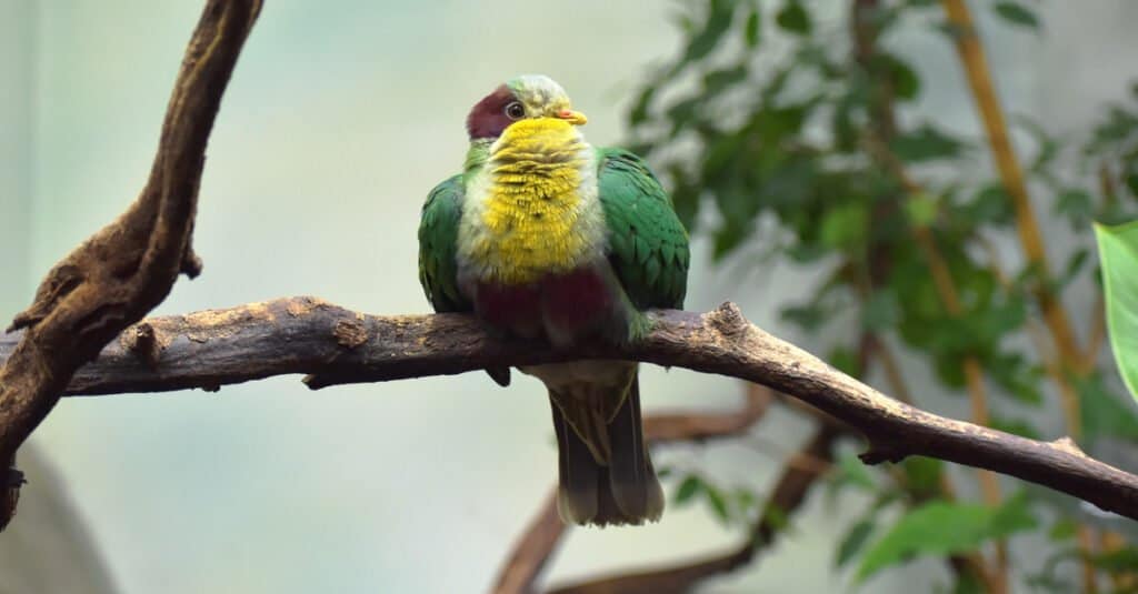 Yellow-breasted Birds: Yellow-breasted Fruit Dove