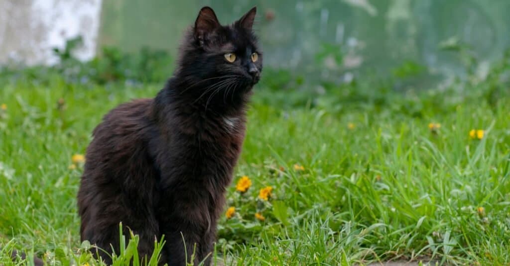 Brown Cat Breeds