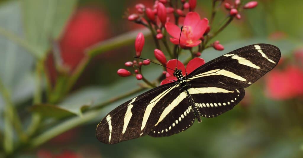 Zebra Longwing on pink flower with wings spread