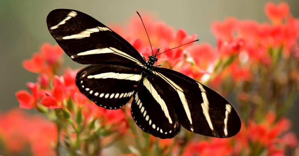 Zebra longwing butterflies are black with bright yellow markings