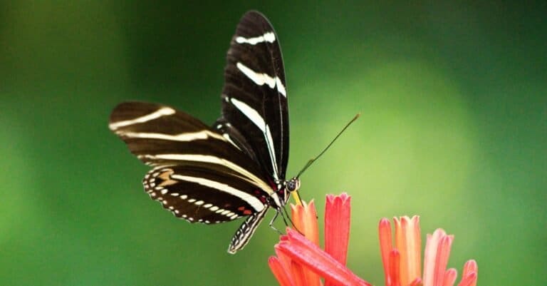 Zebra Longwing Butterfly drinking nectar
